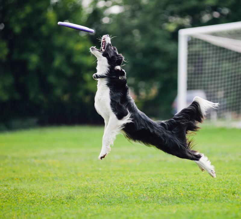 马耳他犬品种介绍：忠诚、优雅与家庭的完美伙伴
