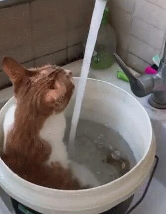 主人用大塑料桶给猫咪洗澡，猫：泡着澡喝着水，真是喵生一大快事