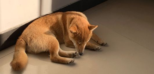 柴犬醒来发觉又“上当受骗”了，主人又看不到了，狗：因为我去玩