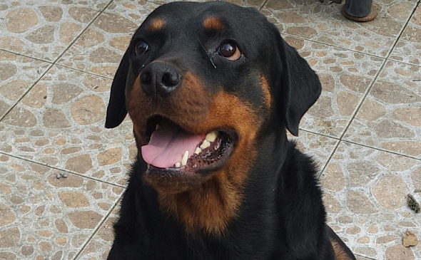 规范养犬，多地在行动！这地规定出门不拴绳，一律捕捉！