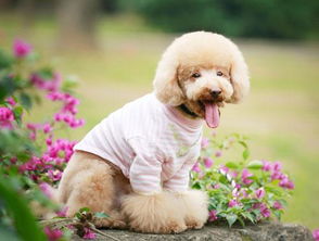 贵宾犬喂养技巧，贵宾犬喂养技巧图解