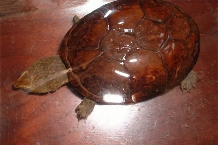 动胸龟身份信息