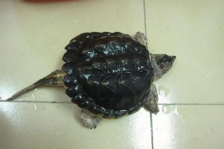 北美拟鳄龟身份信息