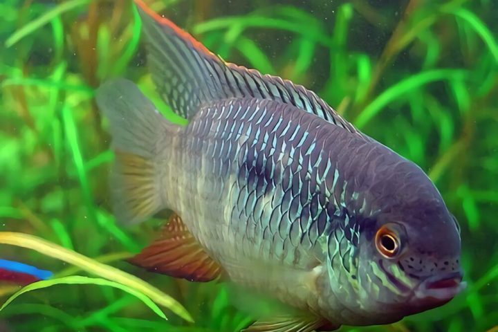红鳃皇冠身份信息