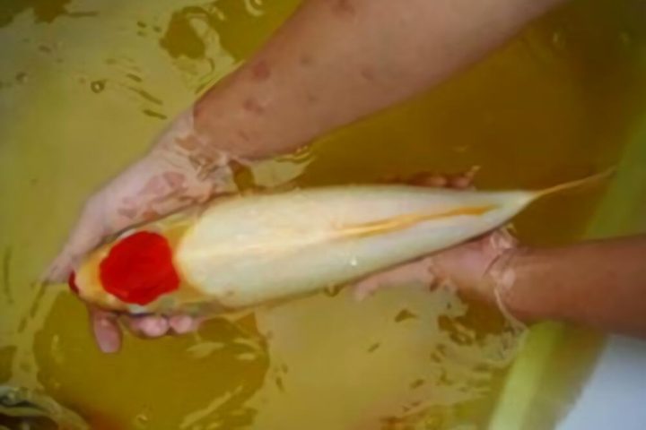 丹顶锦鲤身份信息