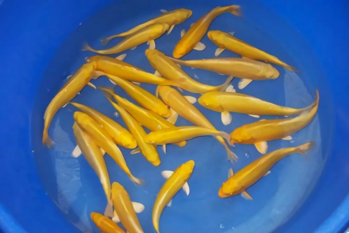 黄金锦鲤身份信息