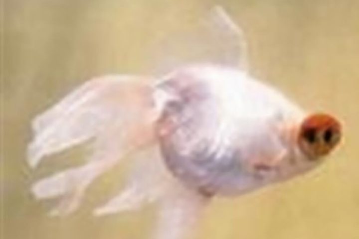 玛瑙眼身份信息