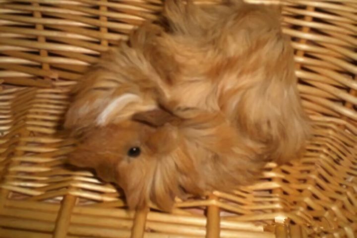 秘鲁缎毛天竺鼠身份信息