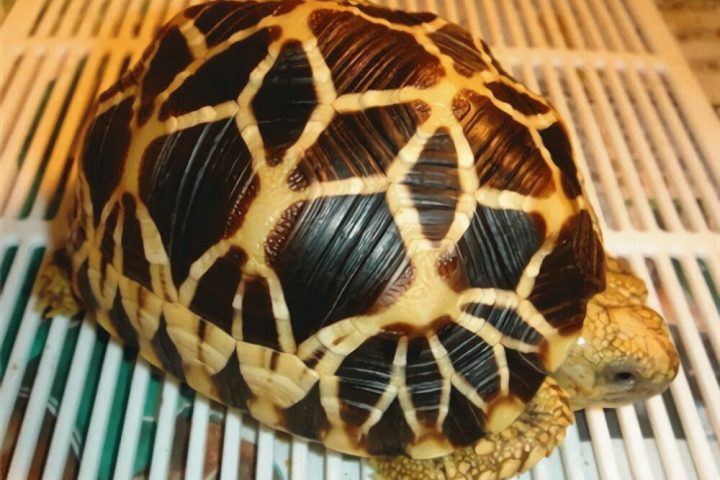 缅甸星龟身份信息