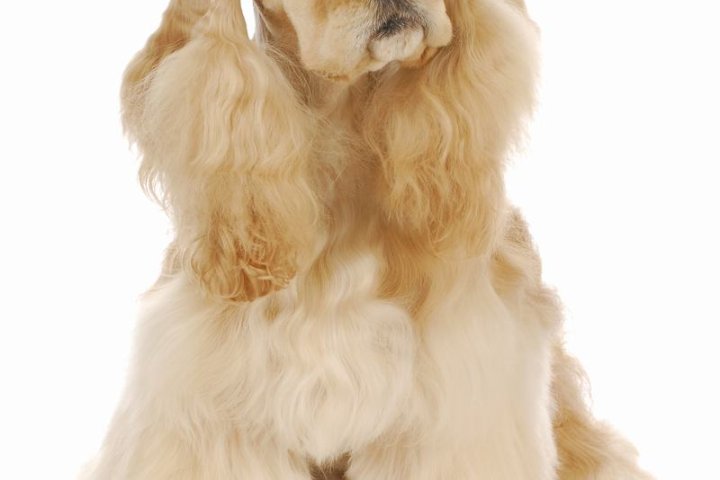 法国狼犬：优雅与活力并存的完美宠物