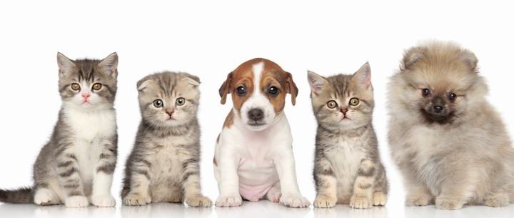 萨摩耶犬品种介绍：可爱因子与聪明才智的完美结合