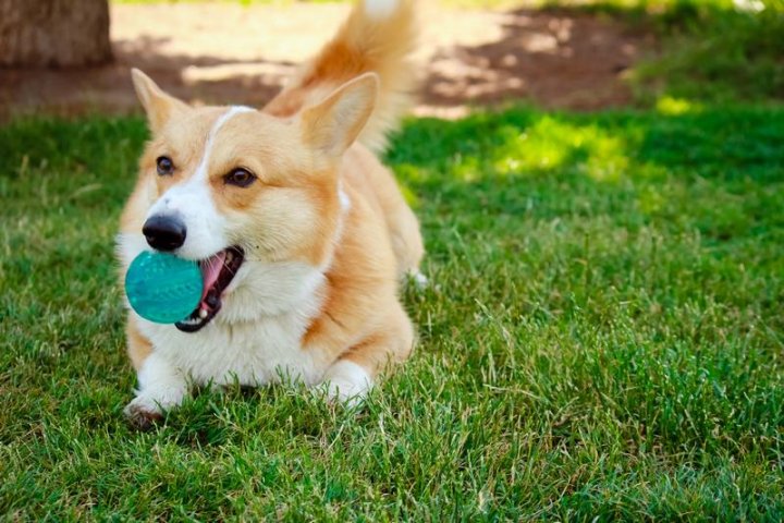 杜宾犬品种介绍