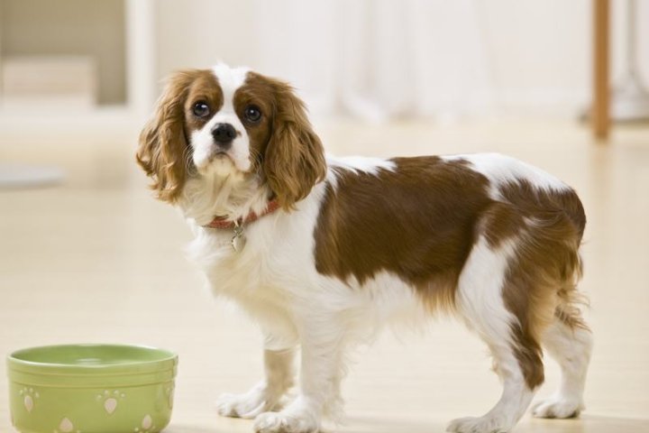 加纳利獒犬：守护者的优雅与忠诚