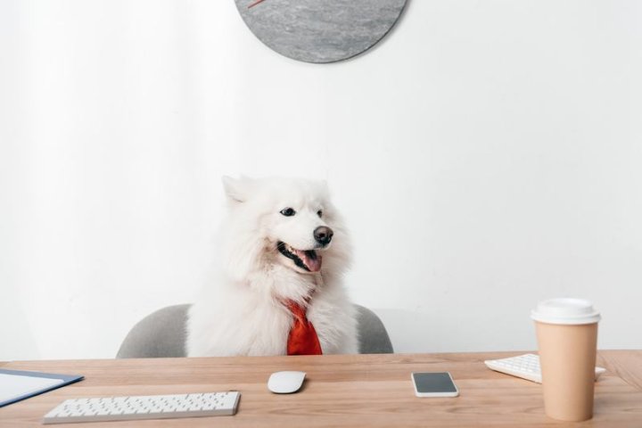 比格犬品种介绍：您的宠物companion