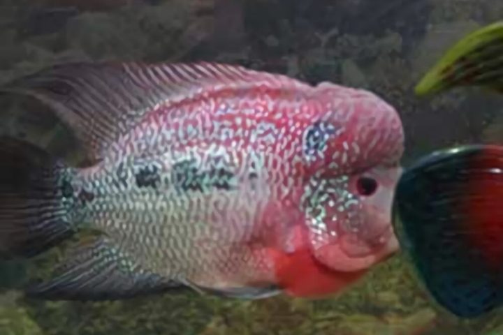 金马骝身份信息