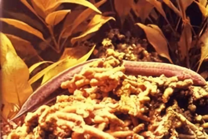 非洲肺鱼身份信息