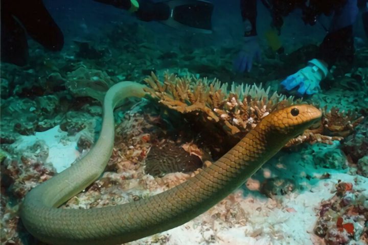 青环海蛇身份信息
