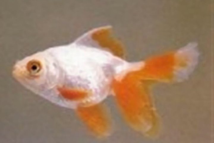 五鳍相逢身份信息