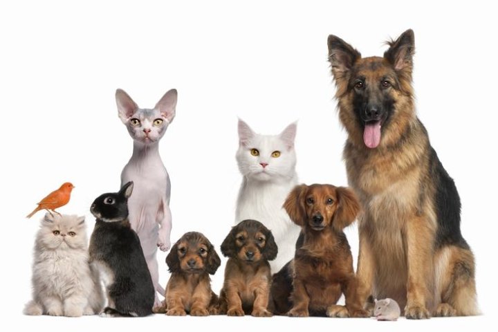 世界十大名贵犬