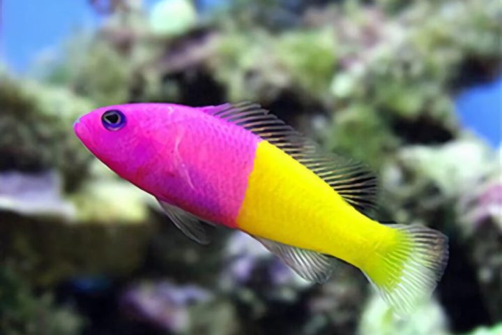 双色草莓鱼身份信息
