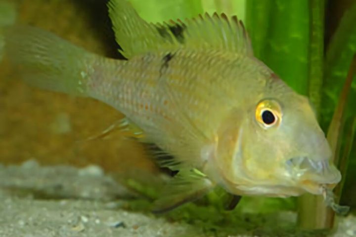 牛头鲷身份信息