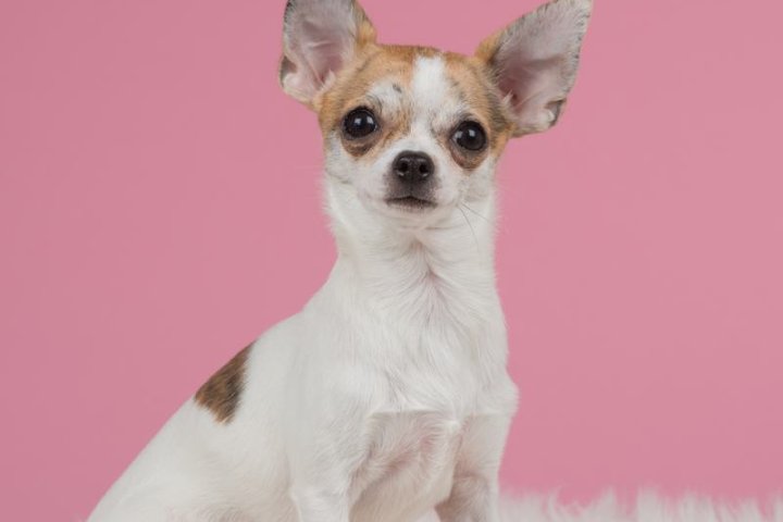 卡南犬：您的理想宠物