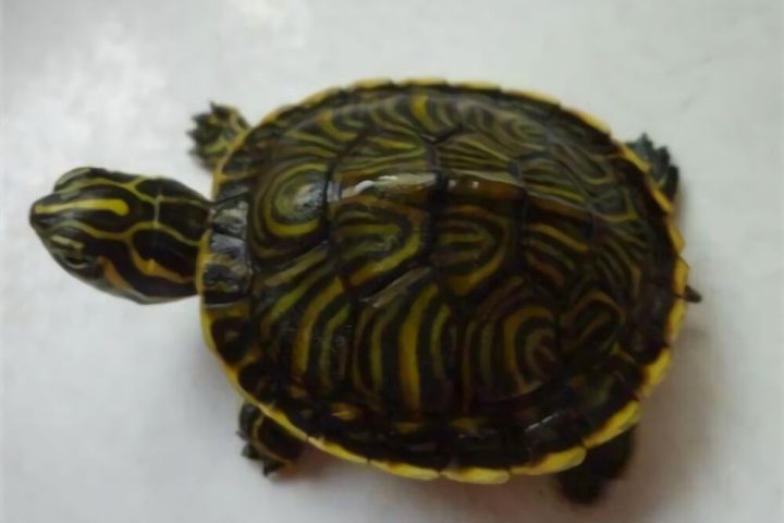 甜甜圈龟身份信息