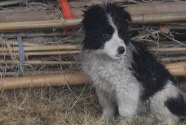 天寒地冻里捡到只流浪犬，见到它勤奋要讨好的样子，男孩儿于心不忍