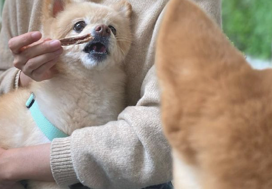 见到其他小狗在吃零食，网民捂着了自己柴犬的双眼：避而远之！