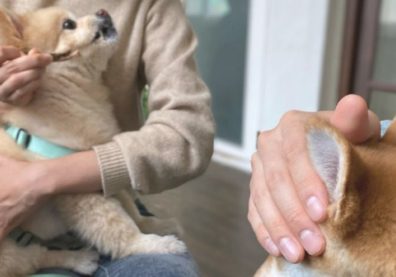 见到其他小狗在吃零食，网民捂着了自己柴犬的双眼：避而远之！