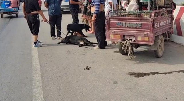 想尽快成交，狗主把拉布拉多拖到口吐白沫，嘴里还念叨：它在耍赖