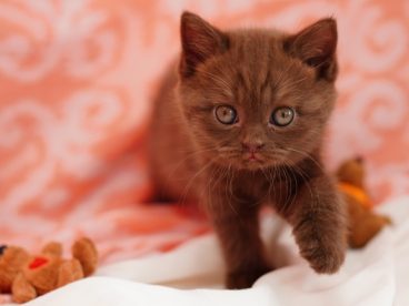 宠物小萌猫图片