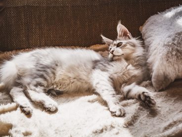 懒洋洋的小猫咪图片