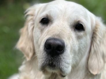 老年白色拉布拉多犬图片