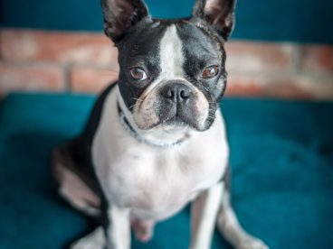 波士顿梗犬可爱摄影图片