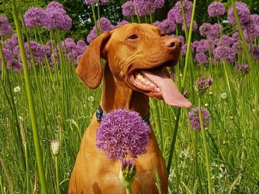 短毛小猎犬图片
