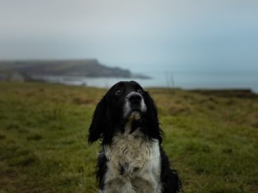 流浪狗狗图片