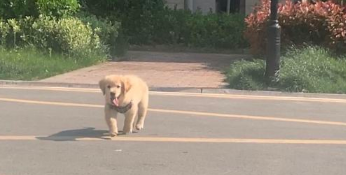 网友亲自给金毛做犬粮吃,它十分喜欢吃,每一次都能吃完