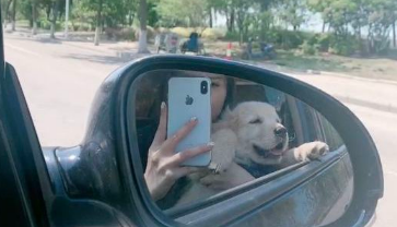 网友亲自给金毛做犬粮吃,它十分喜欢吃,每一次都能吃完