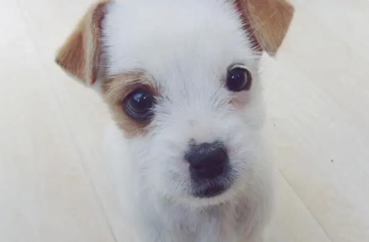 田园犬的逆袭，周游世界，高级餐厅吃饭，我第一次羡慕一只狗