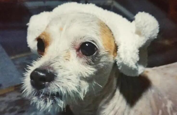 田园犬的逆袭，周游世界，高级餐厅吃饭，我第一次羡慕一只狗