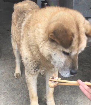 女子用木筷给土狗夹肉,它的反映却令人觉得戳心:太过懂事了