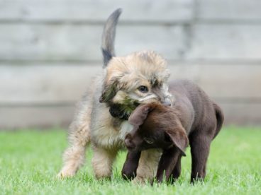 幼犬拉布拉多犬图片