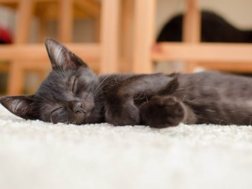 可爱小黑猫图片