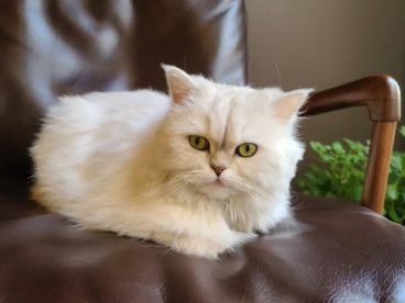 可爱白色宠物猫咪图片