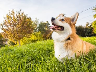 彭布洛克威尔斯柯基犬图片