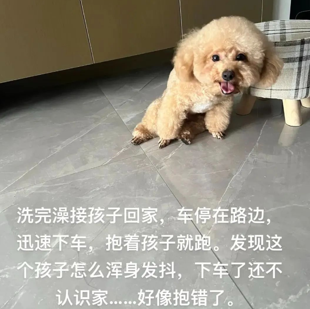 宠物店接狗回家，可它浑身发抖还不认识家了，原来是…“救命，汪被拐了！”