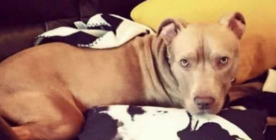 十二名壮汉从民宅捕走一只斗牛犬，只因有投诉听说这类狗很凶?
