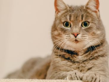 呆萌可爱小肥猫写真摄影图片