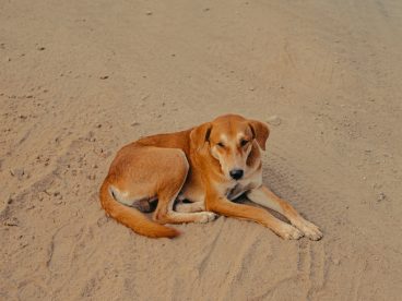 蹲坐在海边沙滩上的流浪狗狗图片